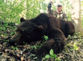 Barry Brown Bear 2016