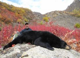 Todd Payne Black Bear