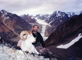 alaska range sheep