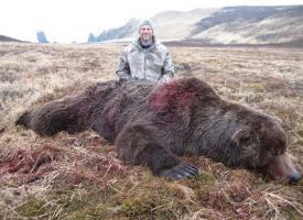 penninsula brown bear