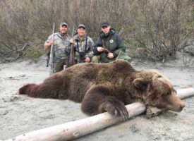 bears1