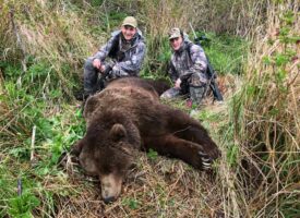 bears5