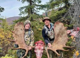 moose2