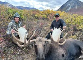 moose2
