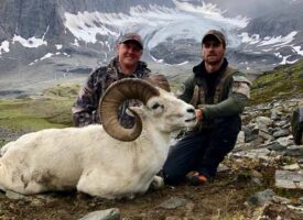 sheep4