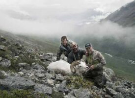 sheep6